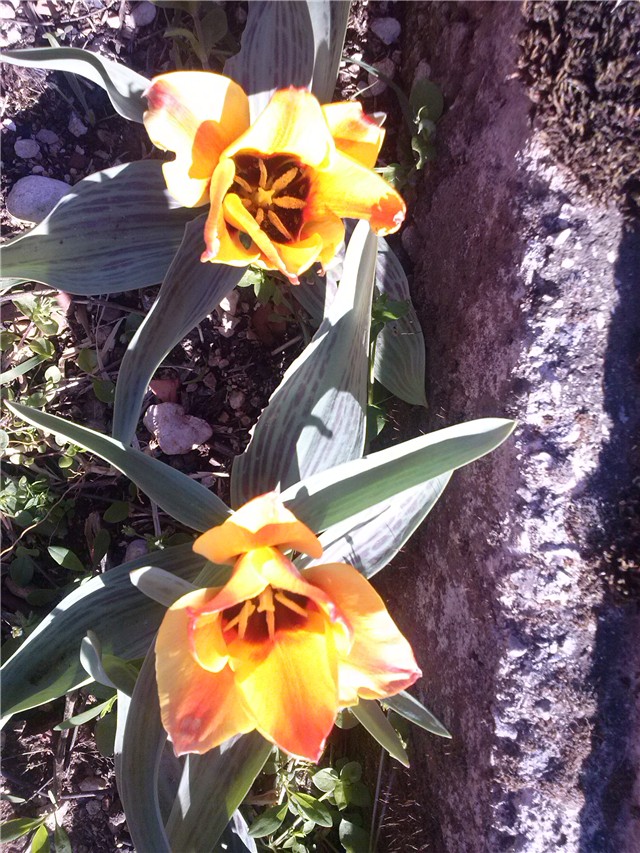 tulipani