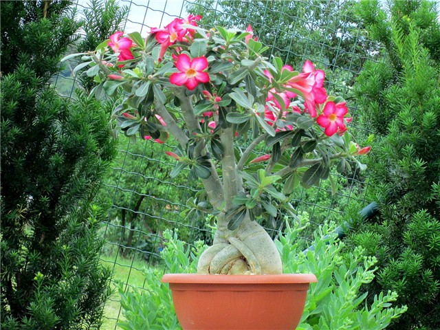 Adenium obesum