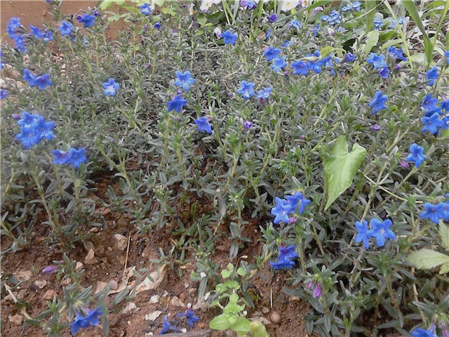 lithodora diffusa