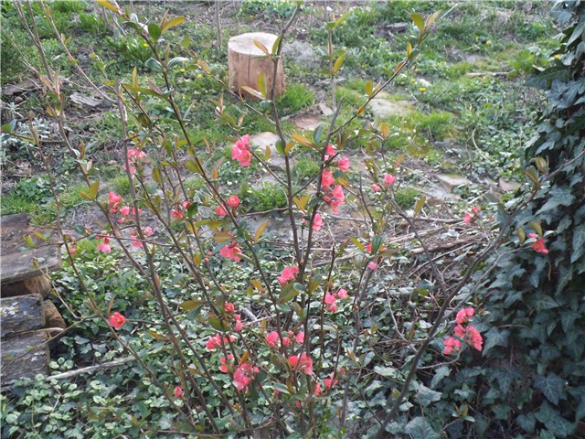 Japanska dunja (caenomeles japonica)