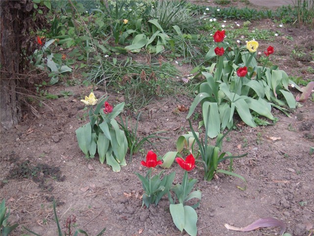 tulipani