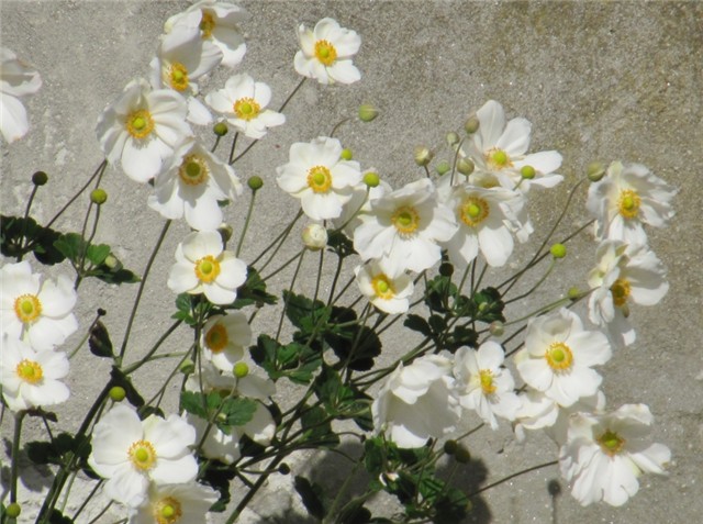 Anemone japonica