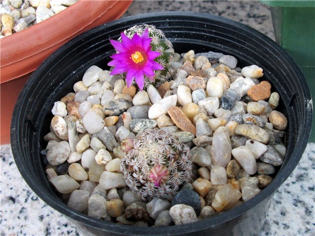 mammillaria hernandezii