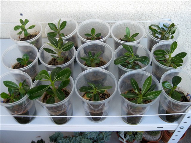 Adenium obesum-klijanci