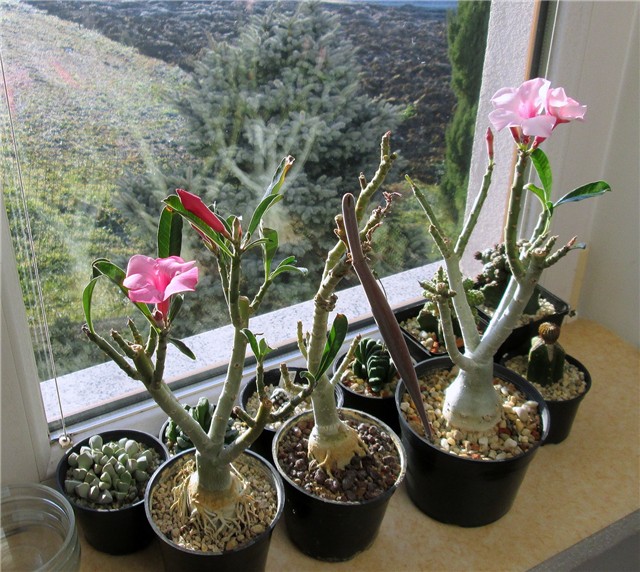 Adenium swazicum 