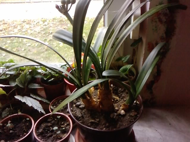 clivia