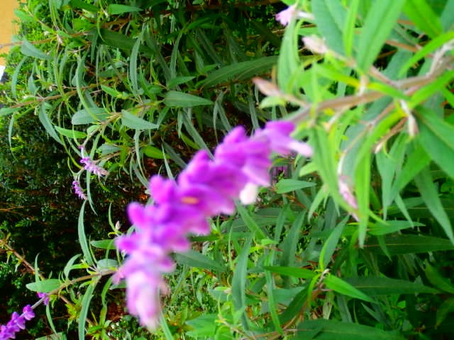 salvia