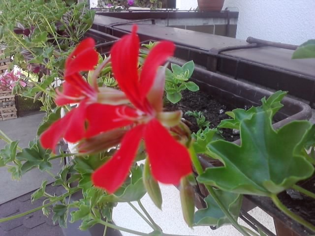 pelargonije crvene