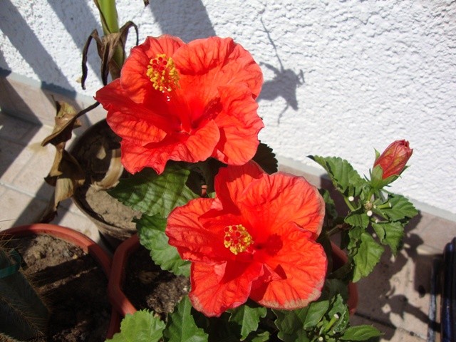 Hibiskus