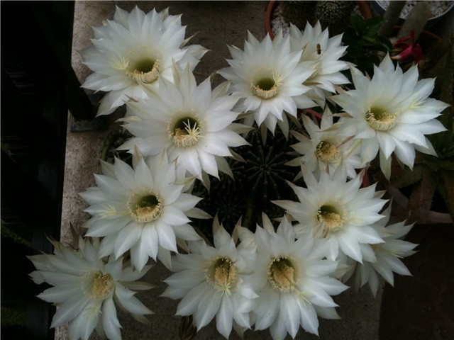 echinopsis