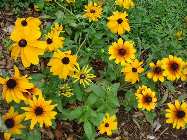 Rudbeckia