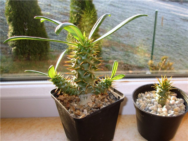 pachypodium ambongense