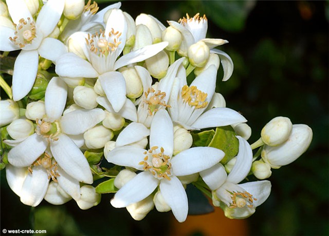 Agrumi
