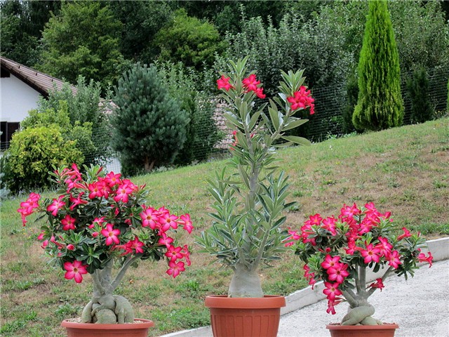 Adenium obesum
