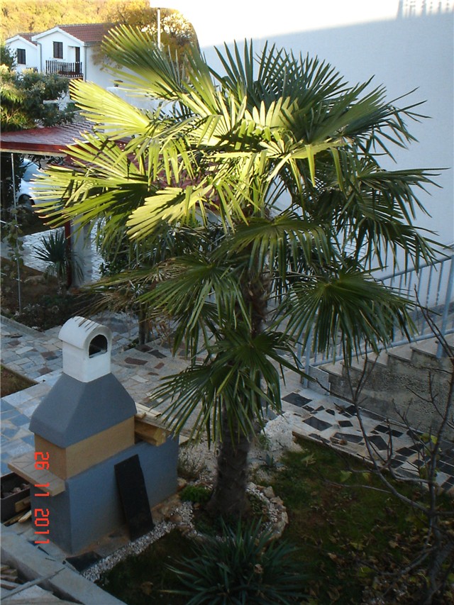 Njivice - palma