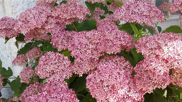 hortenzija