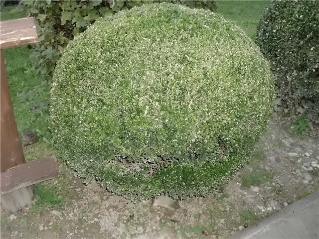 buxus, šimšir