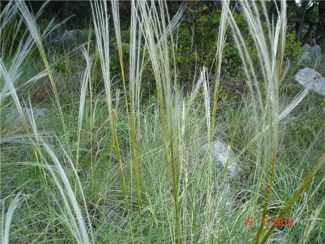 Stipa Pennata