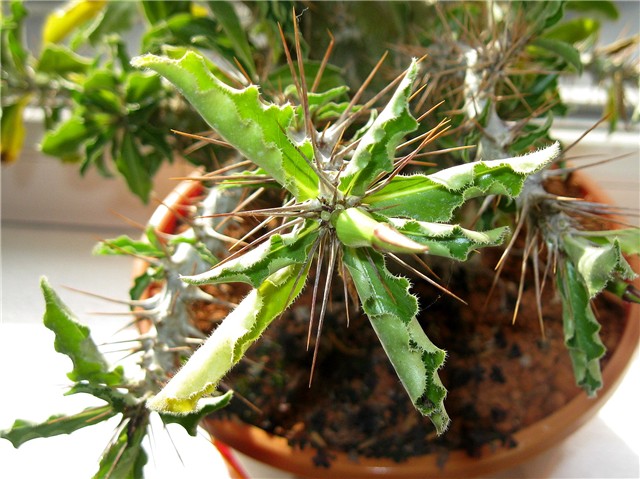 Pachypodium saundersii