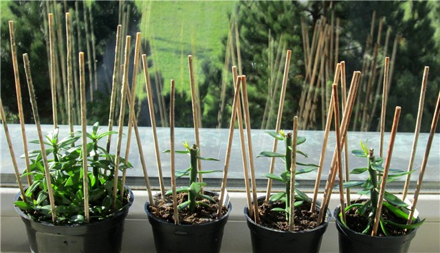 pereskia