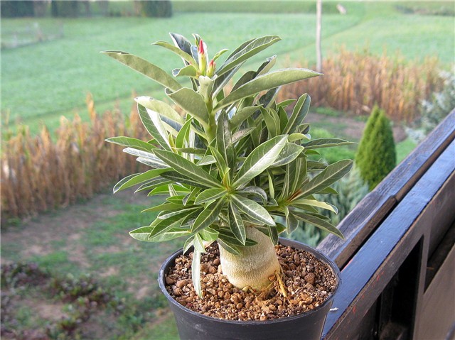 Adenium obesum 