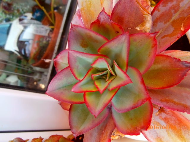 echeveria1