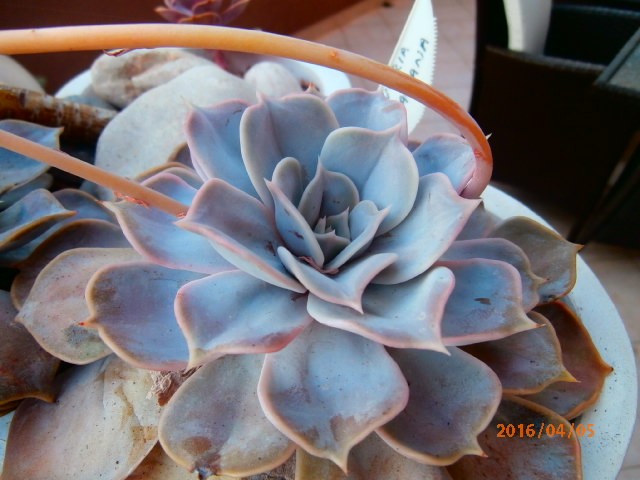 echeveria4