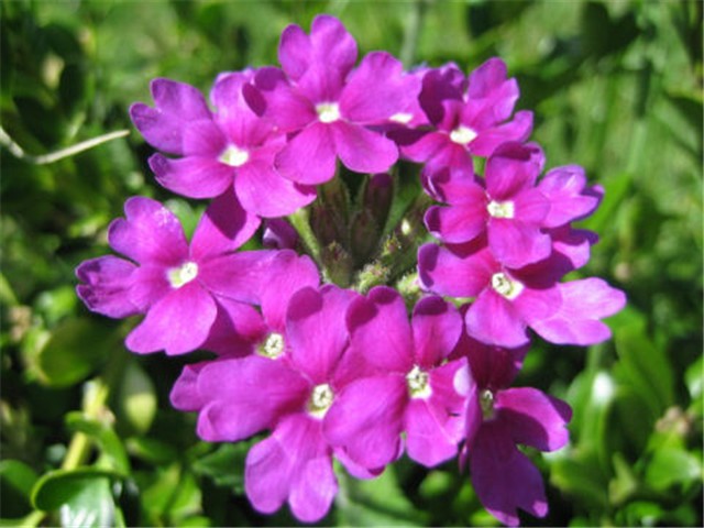 Verbena