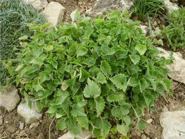 campanula