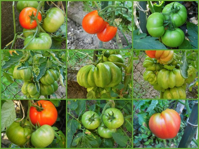 Moj paradajz