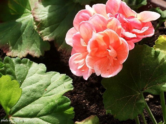 pelargonije