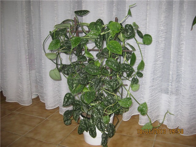 cvijet