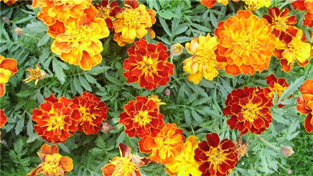 tagetes