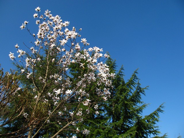 Magnolia loebneri 'Merrill'