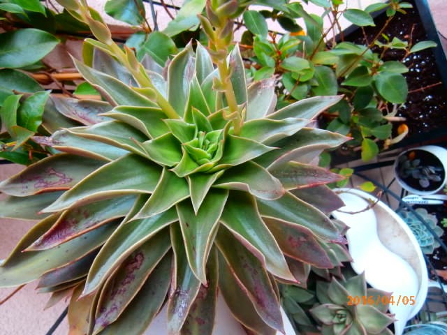 echeveria3