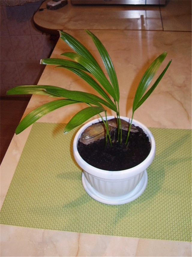 Klijanci