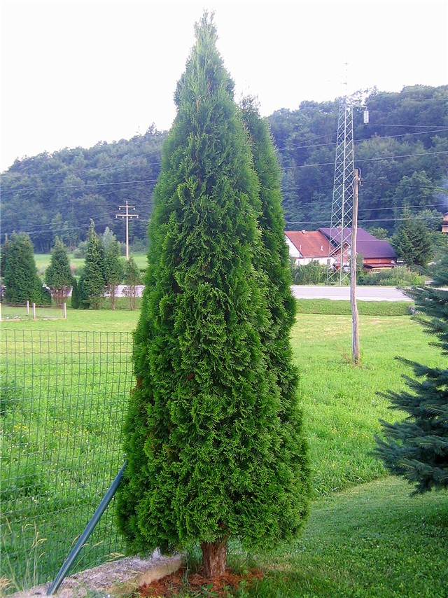 Thuja occidentalis 