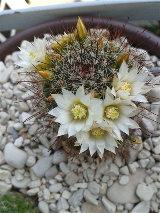 Mammillaria 