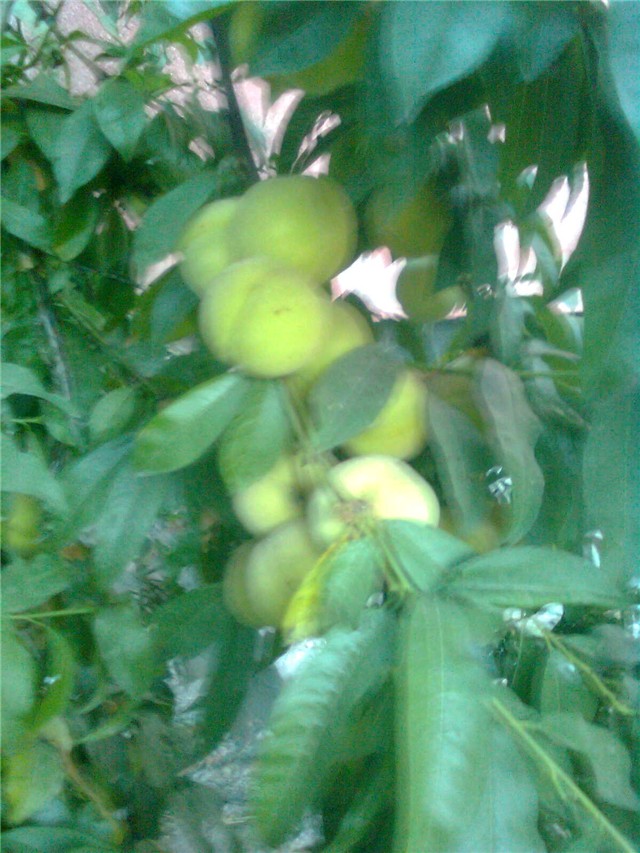breskve2