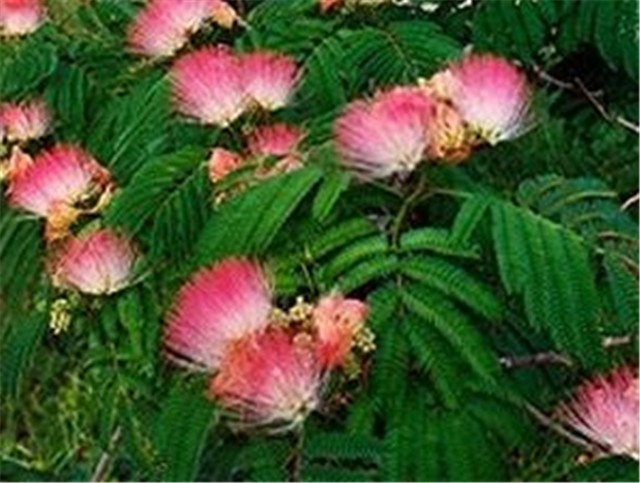 Mimoza