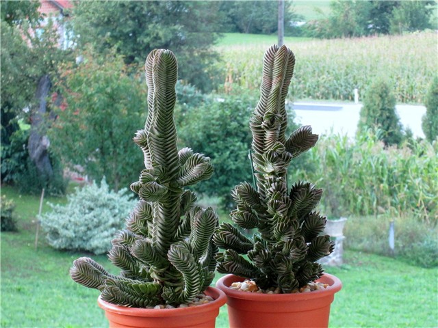 crassula buddha's temple
