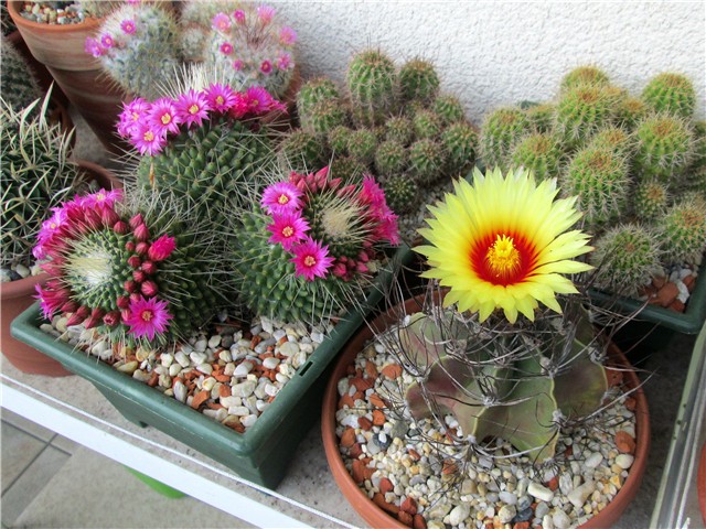 astrophytum capricorne