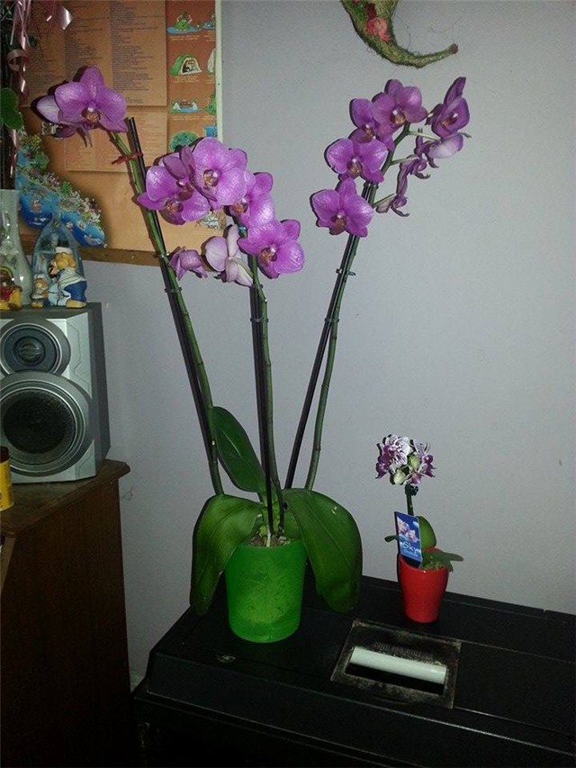 orhideja mala i velika