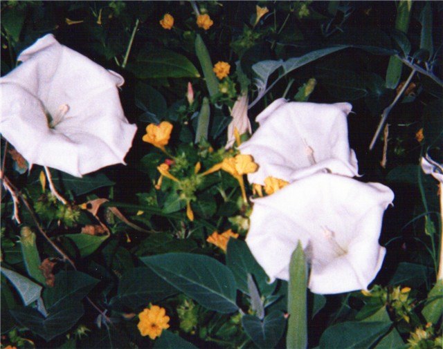 datura