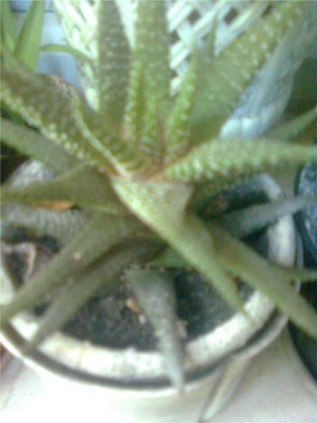 howartia