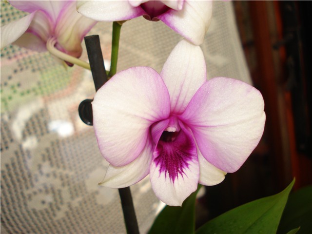 orhideja%2008.08