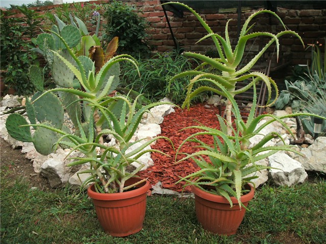 aloe arborescens