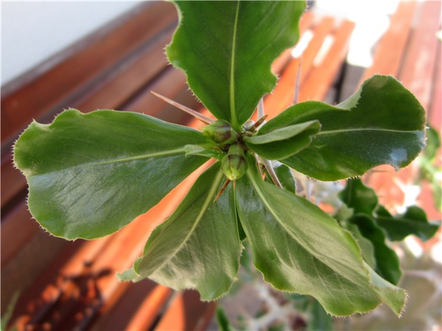 Pachypodium lealii 
