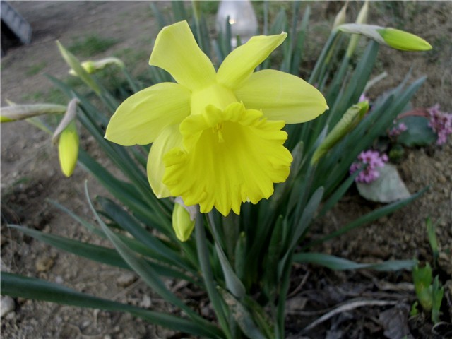 narcis