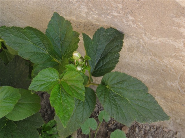 Anemone japonica